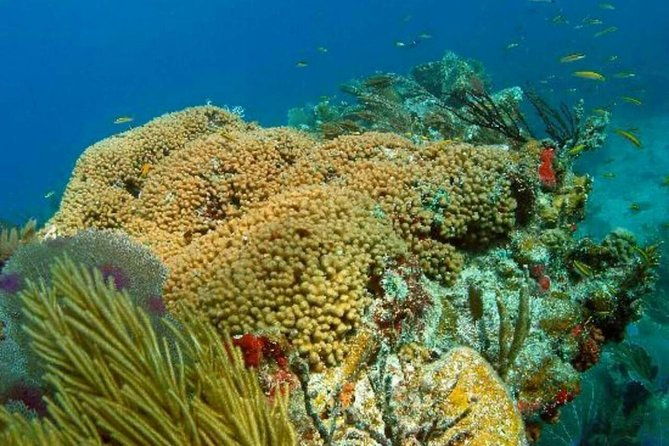 catalina-island-scuba-diving-and-snorkeling-tour-from-punta-cana