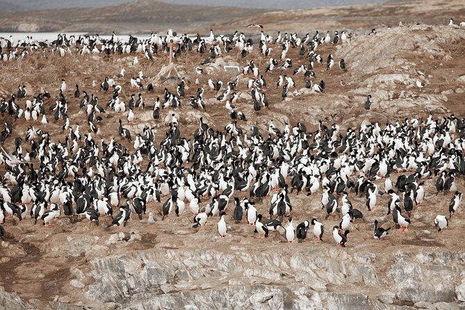 catamaran-tour-through-the-beagle-channel-and-penguins-in-isla-martillo