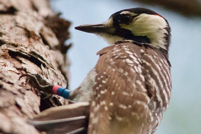 central-florida-half-day-private-birding-activity-2-person-max-2