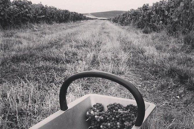 champagne-lamiable-stroll-and-taste-in-the-grand-cru-champagne-vineyard-3