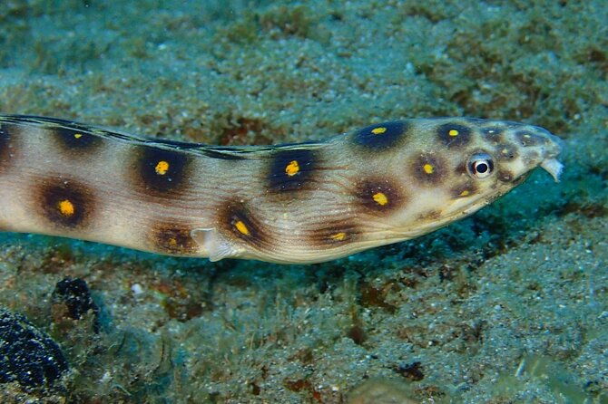 champagne-reef-snorkeling-tour-at-volcanic-hot-bubbles-dominica