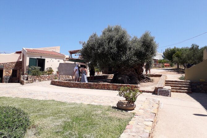 chania-old-town-millennial-olive-tree-olive-oil-mill
