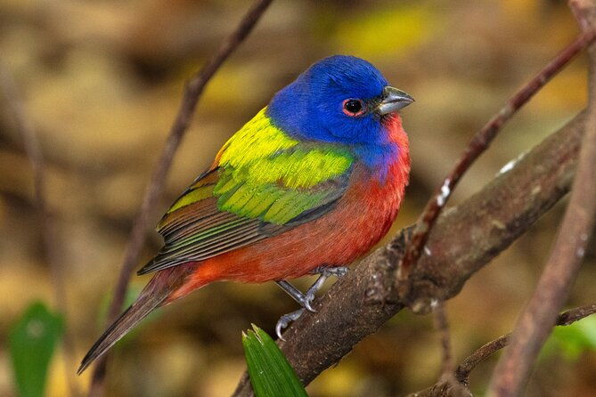 charleston-bird-watching-tour