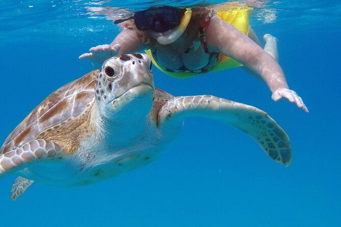 ches-snorkel-trip-turtles-shipwrecks-photos-semi-private