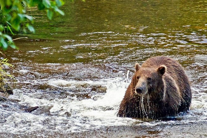 chichagof-island-tour-brown-bear-search