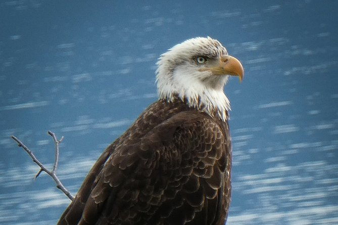 chilkat-bald-eagle-preserve-rafting-skagway-departure