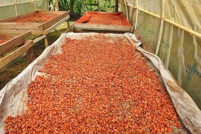 chocolate-and-coffee-tour-farm-don-jorge