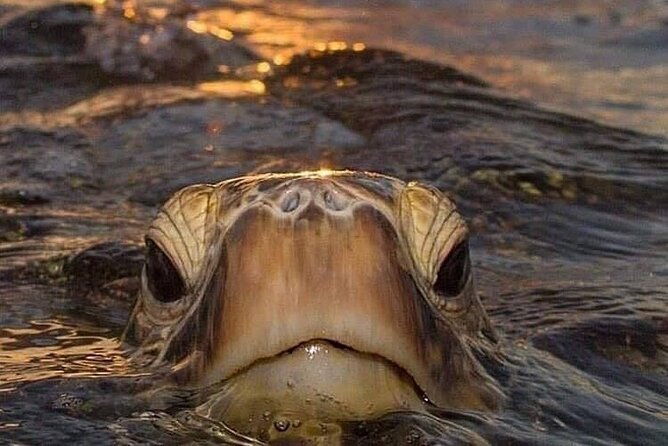 circle-island-tours-swim-with-turtlesprivate-small-group-tours