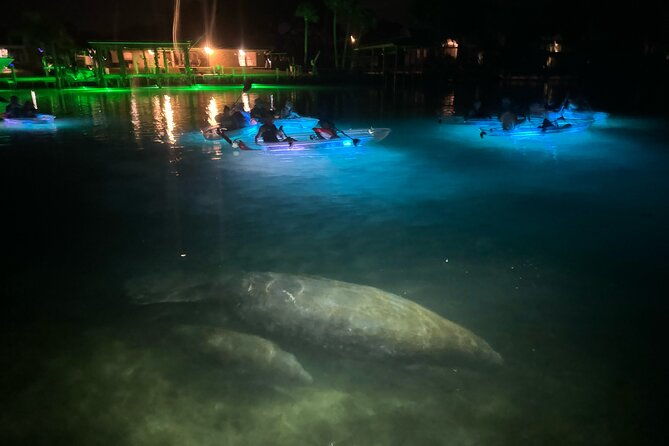 clear-kayak-manatee-viewing-sunset-and-glow-tour-of-crystal-river