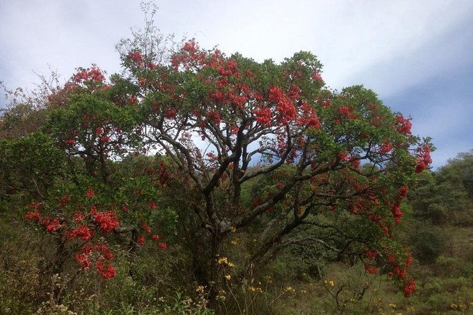 cloud-forest-hiking