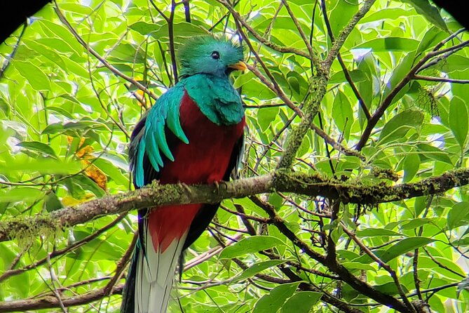 cloud-forest-small-group-tour