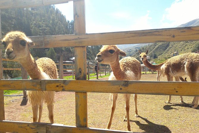 cochahuasi-animal-sanctuary-admission-ticket