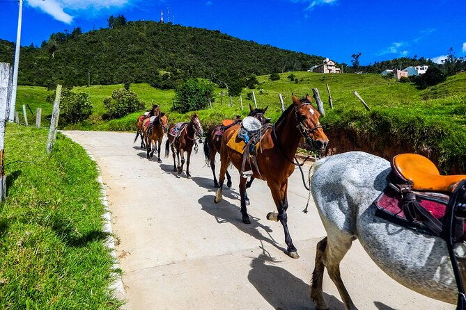 cocora-valley-and-salento-horseback-riding-day-tour