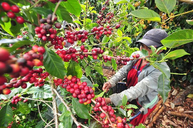 coffee-plantation-visit-and-tasting-activity-in-costa-rica