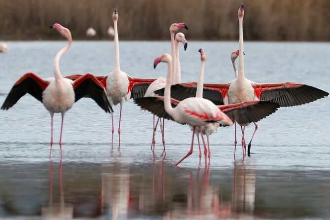 combo-cagliari-old-town-and-the-oasis-of-flamingos