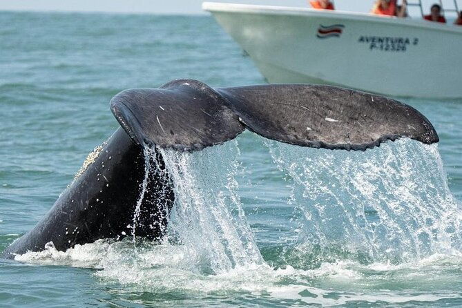 combo-tour-marino-ballena-national-park