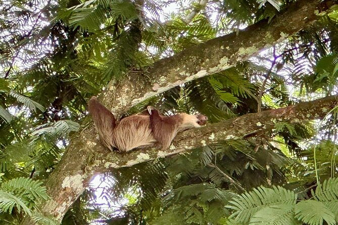 combo-tour-tortuguero-canal-cahuita-national-park