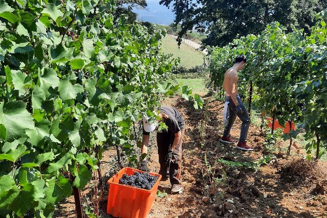 come-try-our-torre-bisenzio-organic-wines-in-the-luxury-of-our-new-tasting-room