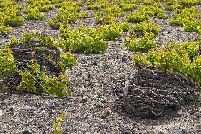 complete-santorini-wine-experience