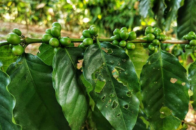 cooking-class-medicinal-plants-garden-manuel-antonio