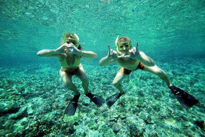 coral-gardens-snorkel-whale-watch