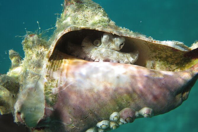 coral-reef-and-turtle-kayak-excursion