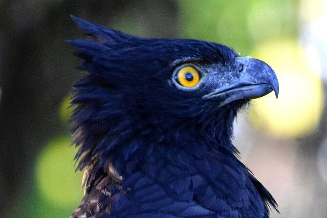 corcovado-los-planes-birding-tour