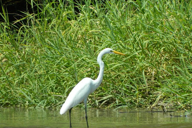costa-rican-wildlife-palo-verde-national-park-private-tour
