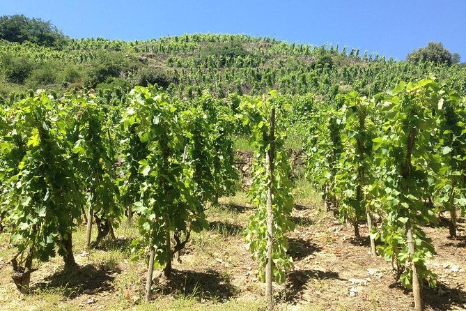 cotes-du-rhone-wine-tour-900-am-to-515-pm-small-group-tour-from-lyon