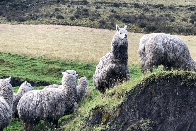 cotopaxi-hike-horse