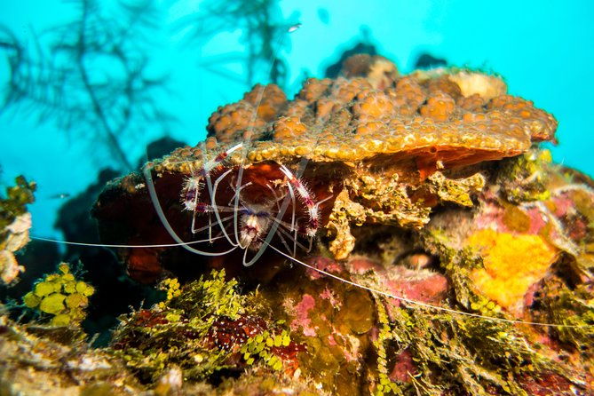 cruise-excursion-2-scuba-dives-with-transport-for-certified-divers