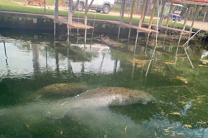 crystal-river-private-manatee-boat-tour