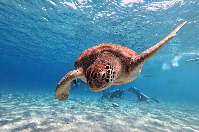 curacao-swimming-with-sea-turtles-and-grote-knip-beach-tour-2