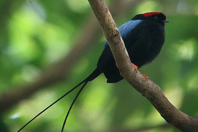 curicancha-birdwatching-tour