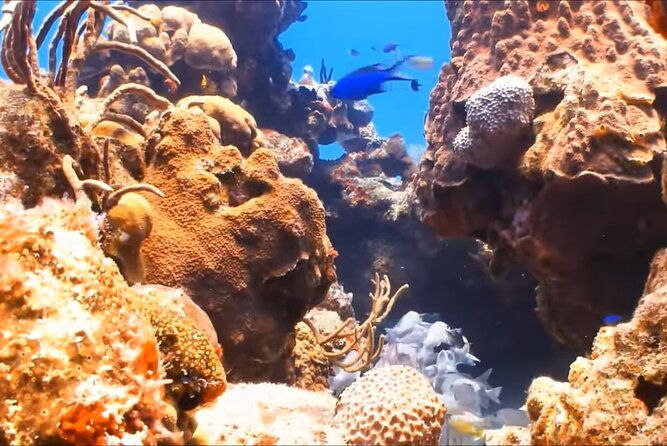 customized-snorkelingswimming-discover-coral-reefs-and-fishes