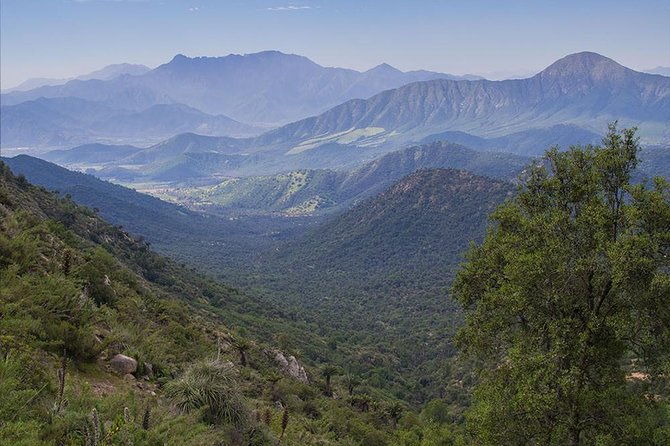 darwins-route-traversing-the-chilean-palm-forest