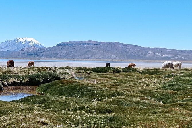 day-tour-to-laguna-de-salinas