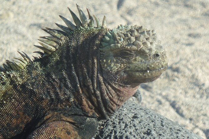day-tour-to-san-cristobal-island-with-private-land-tour-and-snorkeling