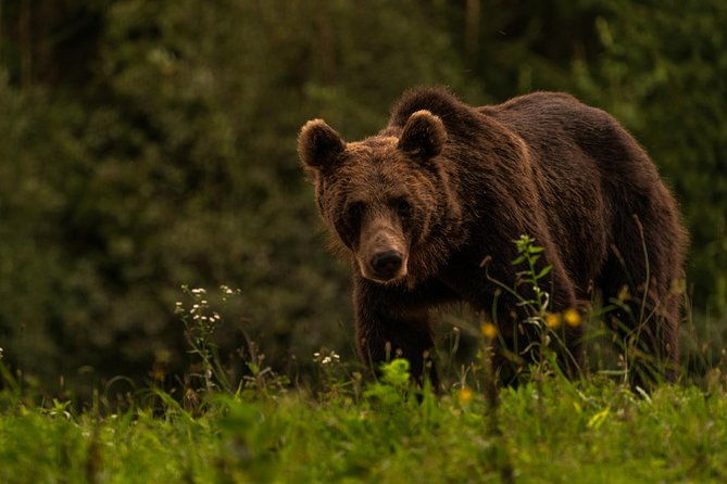 day-trip-bear-watching-in-the-land-of-volcanoes-2