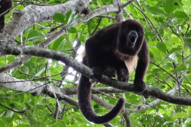 day-trip-meet-howler-monkeys-at-churute-make-organic-chocolate