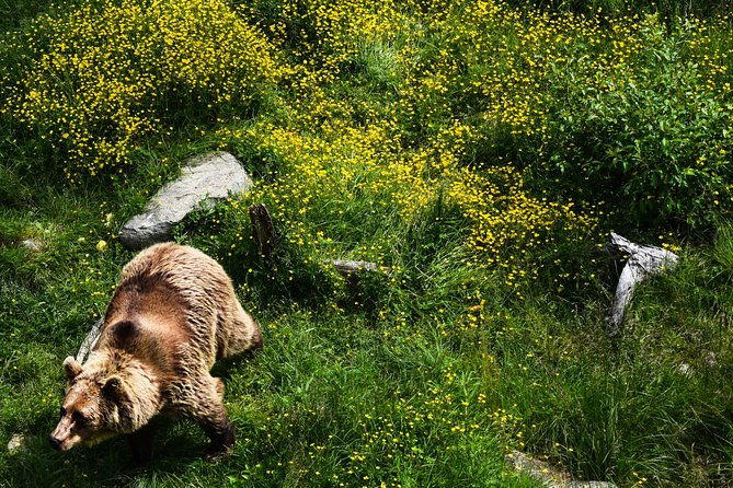 day-trip-to-ranua-arctic-wildlife-park-from-rovaniemi