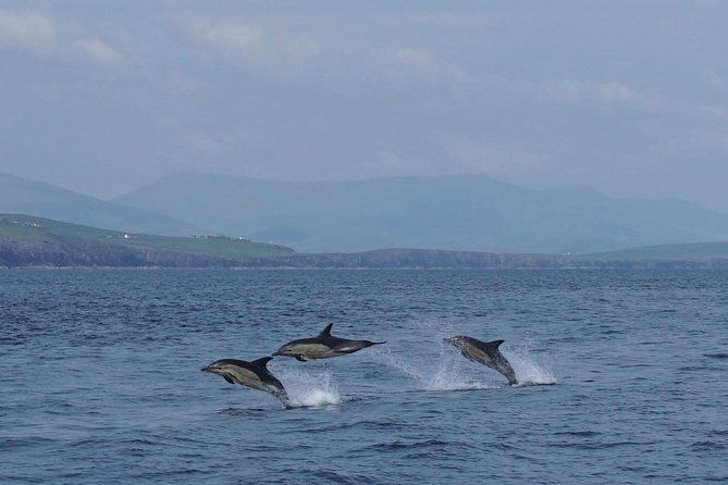 dingle-boat-tours-rib-adventure-private-2