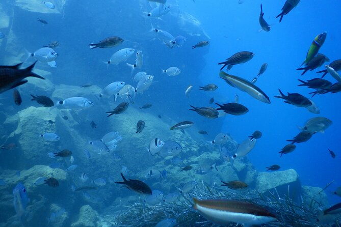 discover-scuba-diving-in-santorini-2