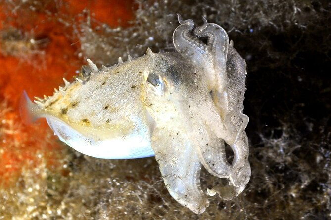 discover-scuba-diving-in-villasimius
