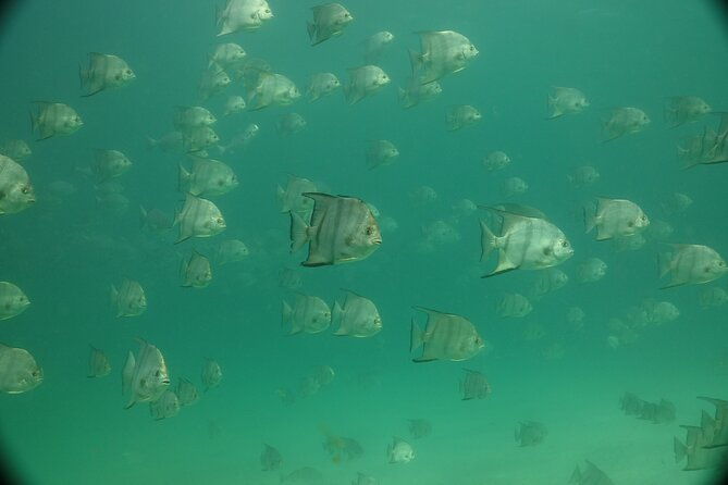 discover-snorkeling-tour-in-panama-city