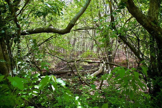 discover-the-rainforest