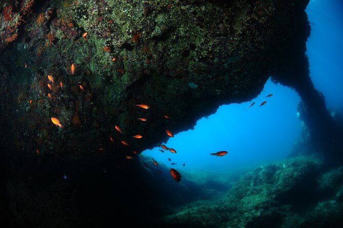 diving-guided-by-the-diving-center-with-full-equipment