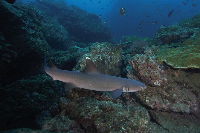 diving-tour-in-isla-del-cano-for-certified-divers