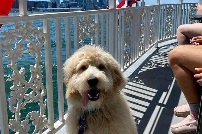 dog-day-of-summer-harbor-cruise-in-boston