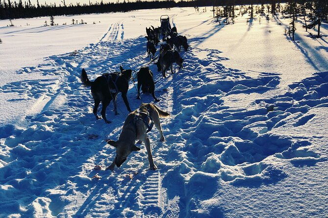 dog-sledding-with-alaskan-huskies